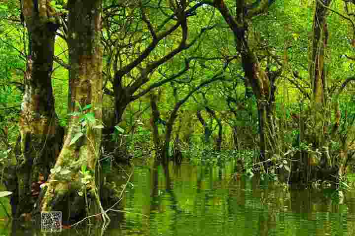 Swamp forests: Types of swamp forests