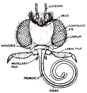 Mouth parts of piercing and sucking insect (Proboscis) - Len Academy