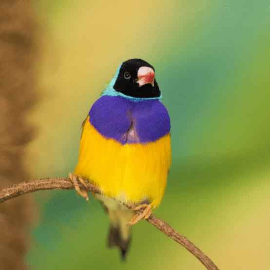 Bird sitting on a tree - Len Academy