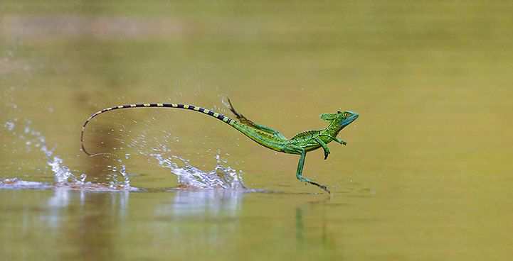 Common Basilisk - Basiliscus basiliscus - Len Academy