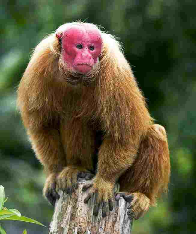 Bald Monkey - Len Academy