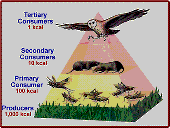 Ecological Pyramid - Len Academy 