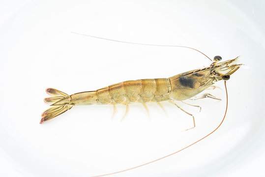 Shrimp - Len Academy