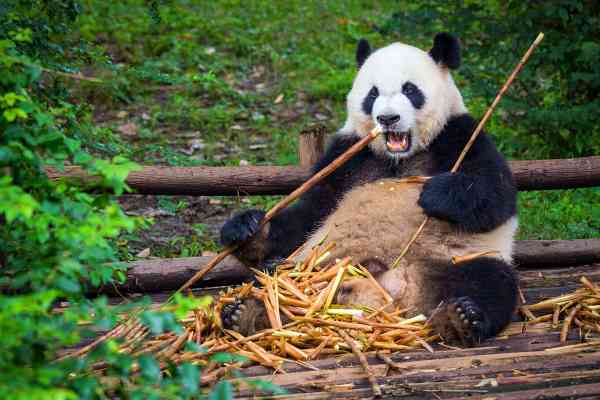 Panda eating bamboo - Len Academy