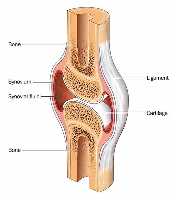 Hyaline Cartilage - Len Academy