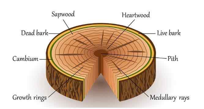 Wood - Sapwood and Heartwood