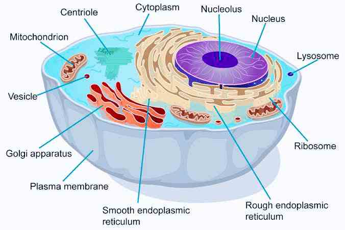 Cell structure and organelles - Len Academy