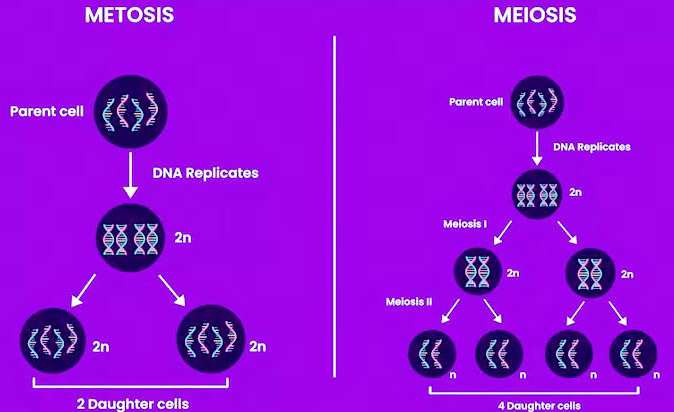 Mitosis and Meiosis - Len Academy 
