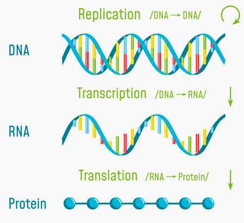 DNA replication, transcription to RNA and protein synthesis - Len Academy 