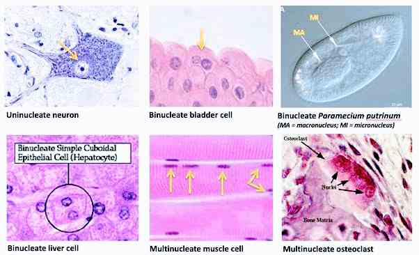 Enucleate, Uninucleate, Binucleate and Multinucleate Cell - Len Academy 