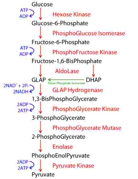 Glycolysis- Len Academy