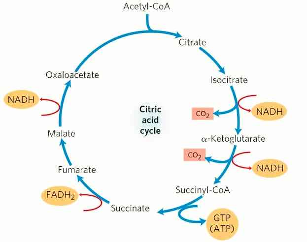 Citric Acid Cycle - Len Academy