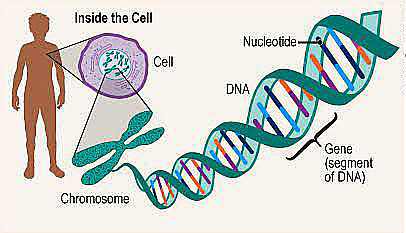 DNA in chromosome - Len Academy