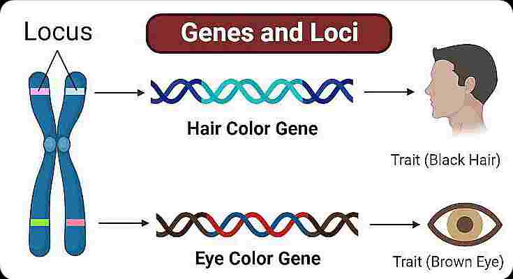 Locus on Chromosome - Len Academy