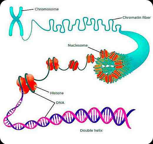 Chromosome and Chromatin - Len Academy