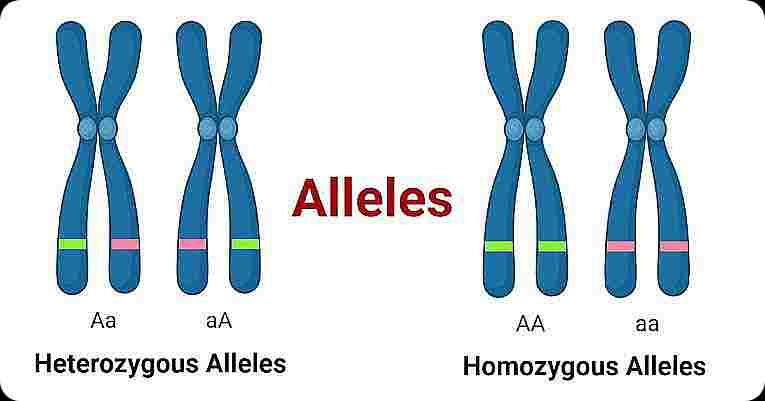 Allele - Len Academy