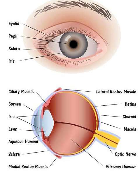 Eye - Len Academy