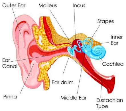 Ear - Len Academy