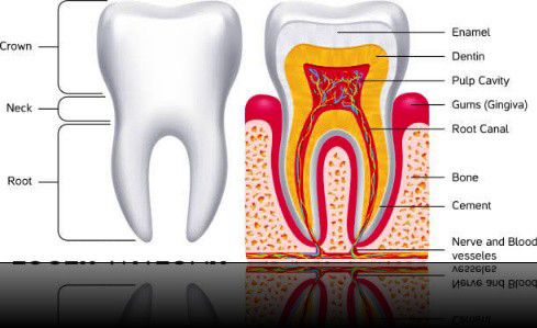 Tooth - Len Academy