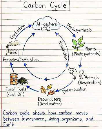 Carbon Cycle - Len Academy