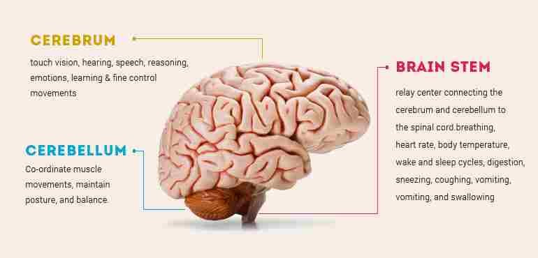 Human Brain - Len Academy