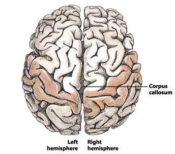 Human Brain Gyri and Sulci - Len Academy