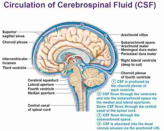 Cerebrospinal fluid - Len Academy