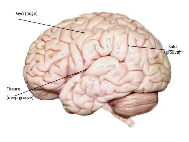 Human Brain Gyri and Sulci - Len Academy